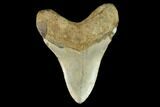 Fossil Megalodon Tooth - North Carolina #124970-2